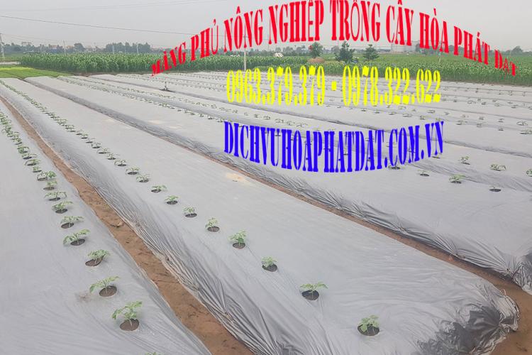 màng phủ nông nghiệp Hòa Phát Đạt